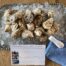 photo of fresh oyster starter pack from Plymouth Rock Oyster Growers