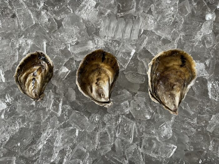 Plymouth Rock fresh Oysters on ice